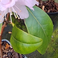 Rhododendron minus